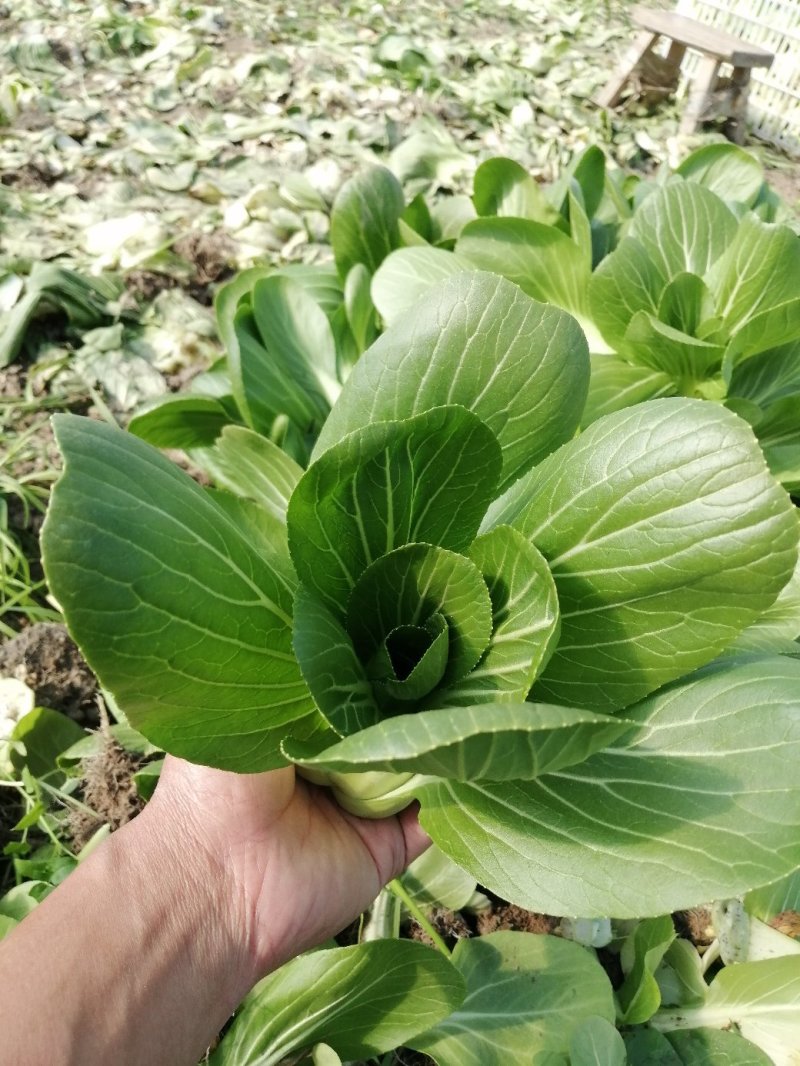 小青菜青梗小青菜上海青