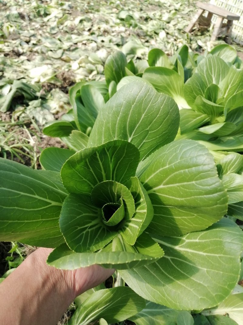 小青菜青梗小青菜上海青