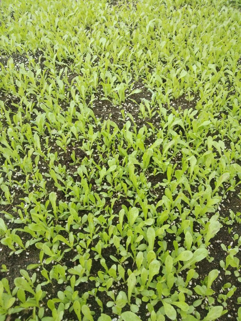 莴笋苗
