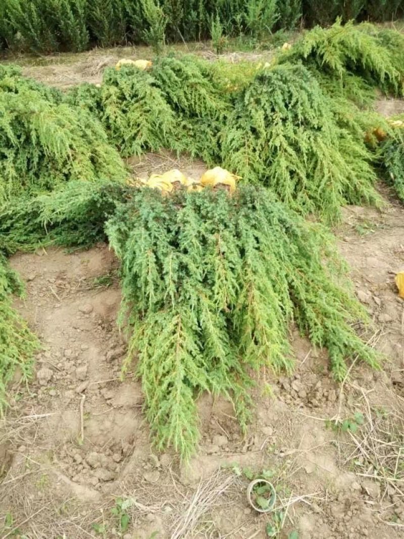 塔柏树桧柏树沈阳桧柏桧柏球