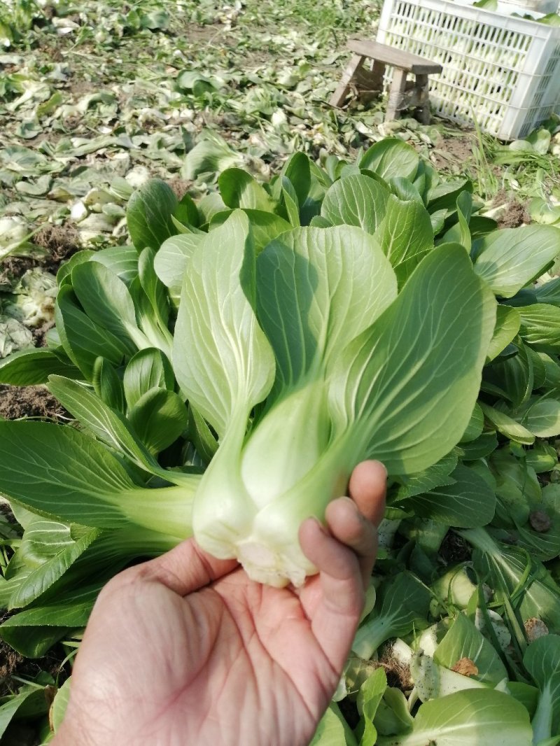 青梗小青菜上海青