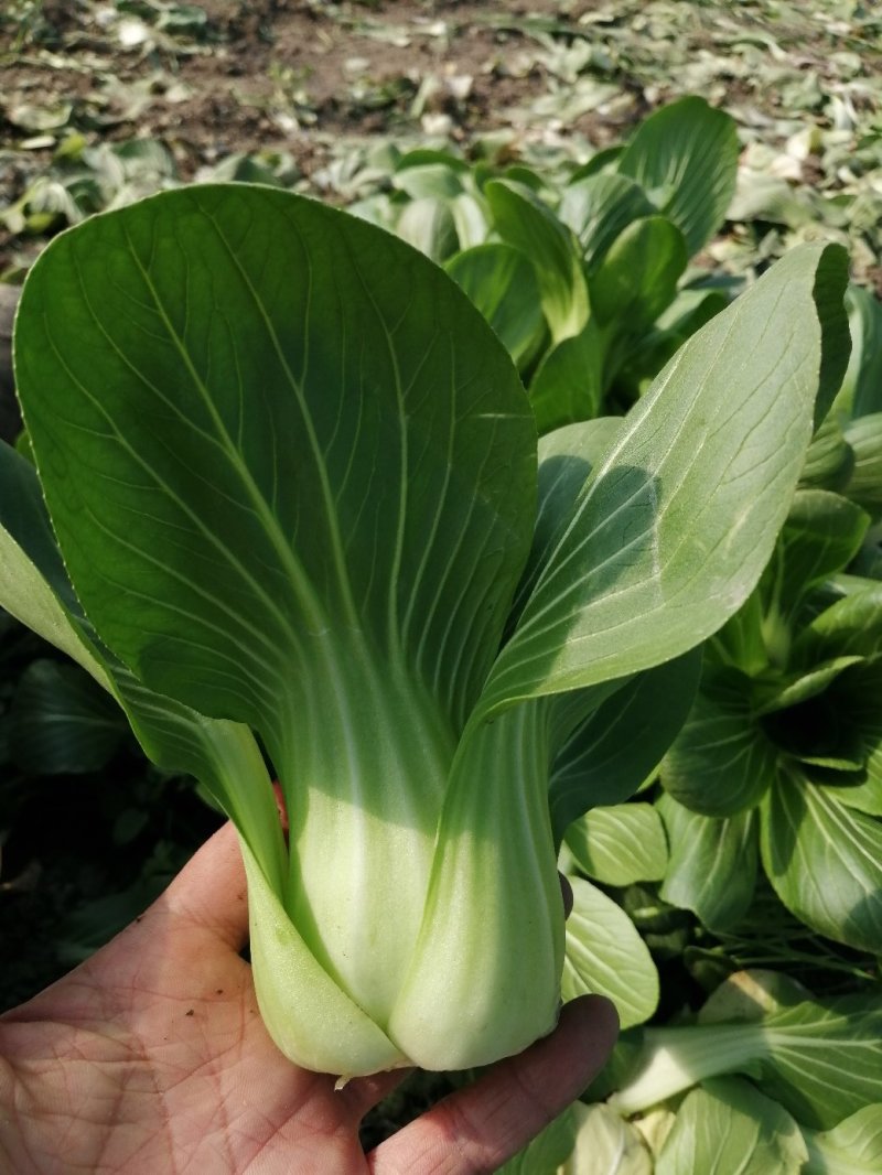 青梗小青菜上海青