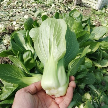 青梗小青菜上海青