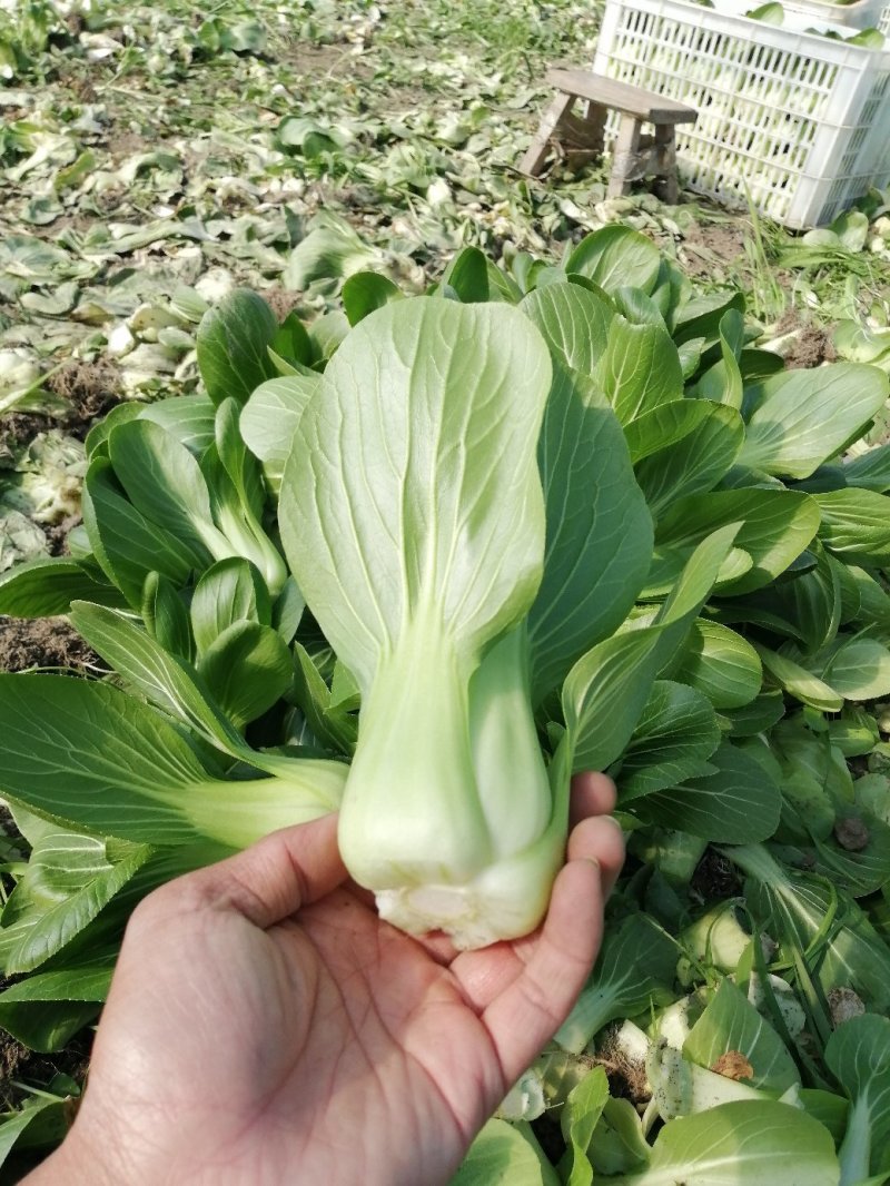 青梗小青菜上海青