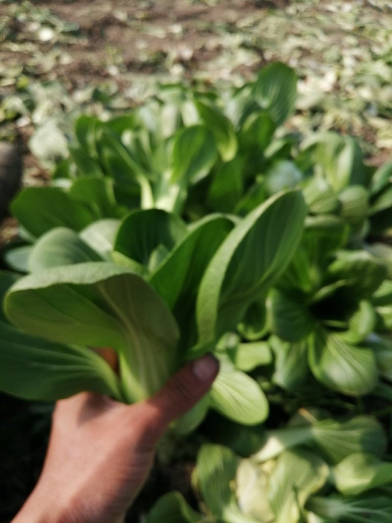 青梗小青菜上海青