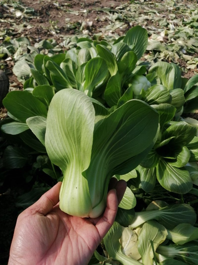 青梗小青菜上海青