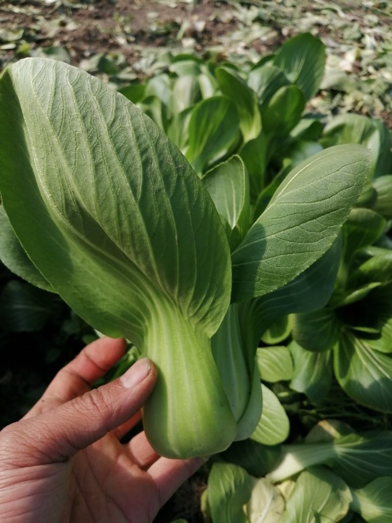 青梗小青菜上海青