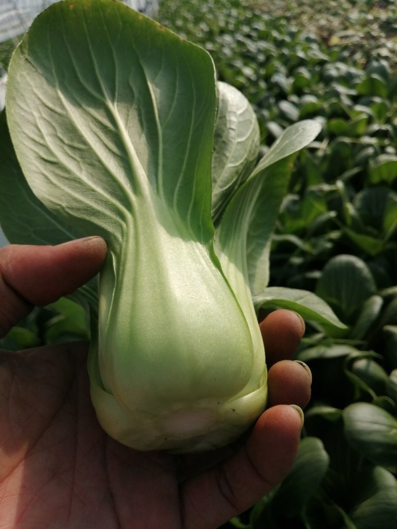 青梗小青菜上海青