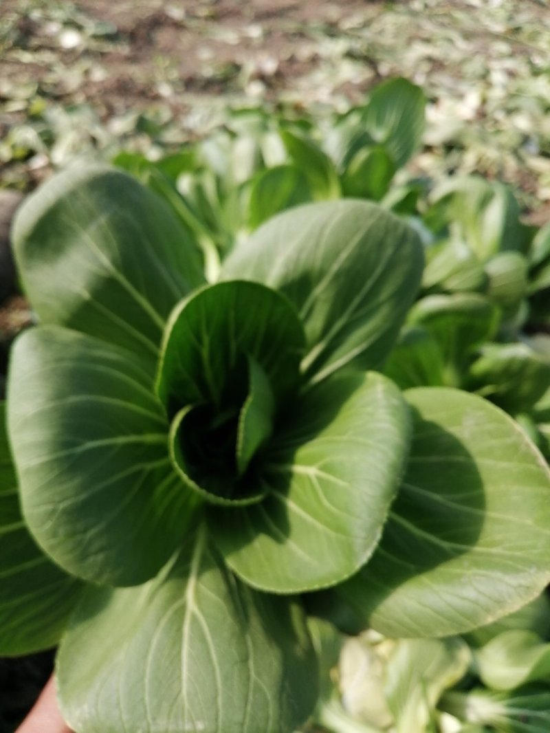 青梗小青菜上海青