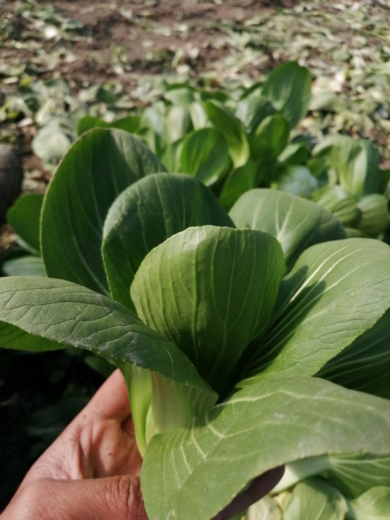 青梗小青菜上海青