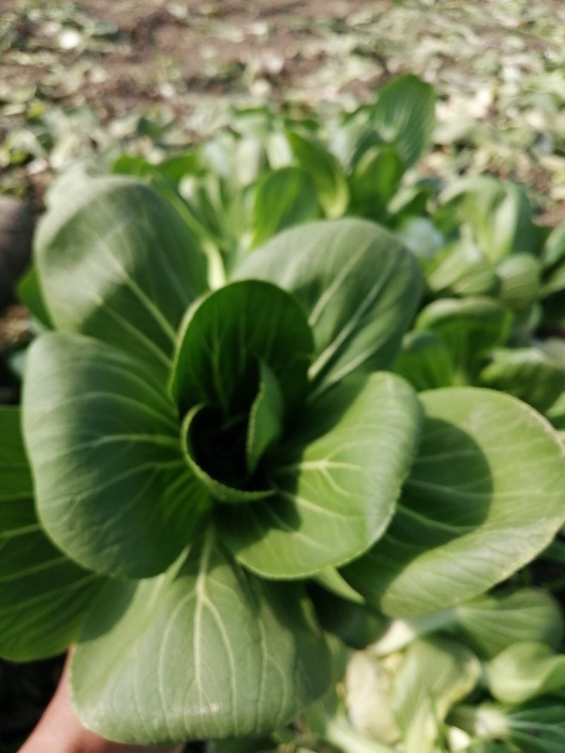 青梗小青菜上海青