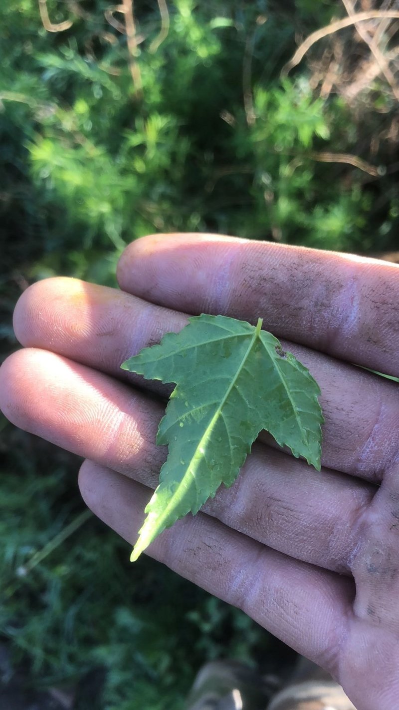 批发三角枫苗茶条槭苗丛生茶条槭批发营养杯苗