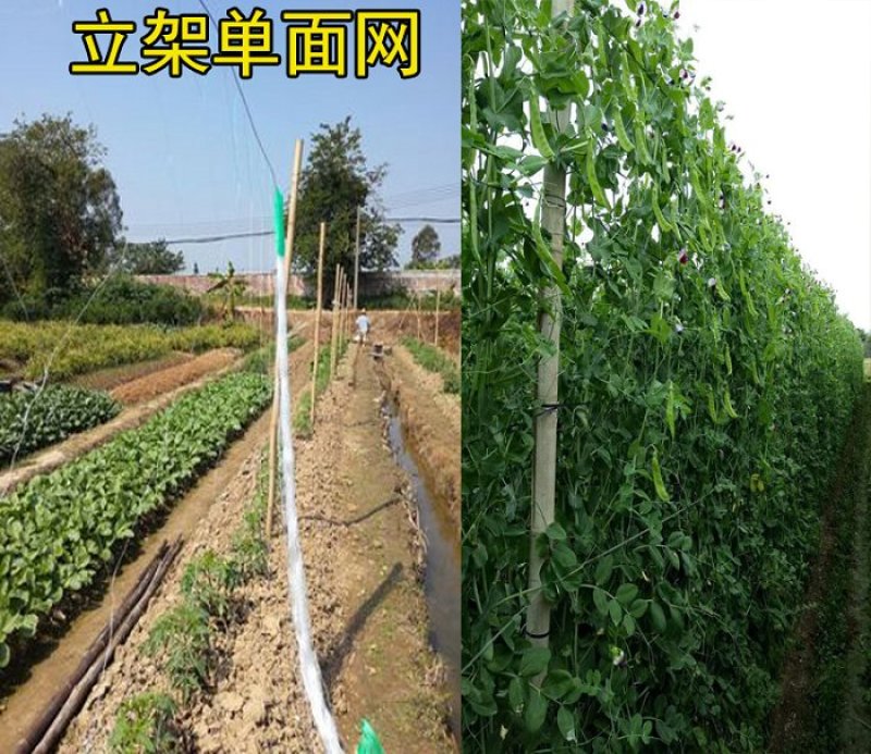 厂家直销植物攀爬网豆角爬藤网瓜丝瓜苦瓜网