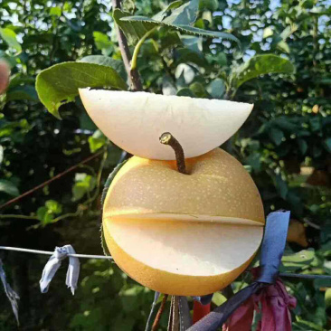 秋月梨顺丰包邮