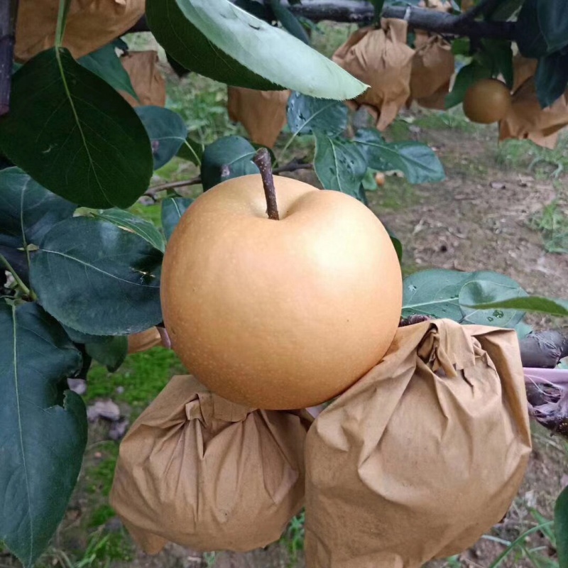 秋月梨顺丰包邮