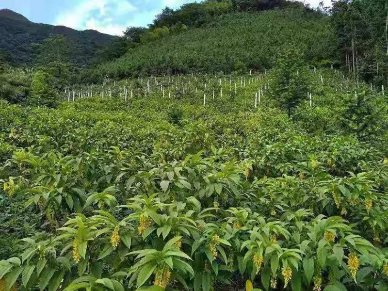 还一批黄花倒水莲林苗出售。20公分至30公分高。