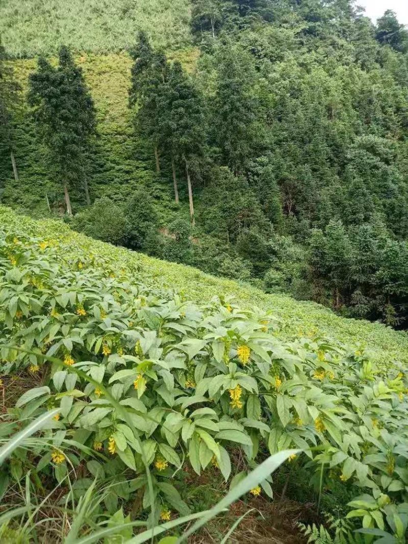 还一批黄花倒水莲林苗出售。20公分至30公分高。