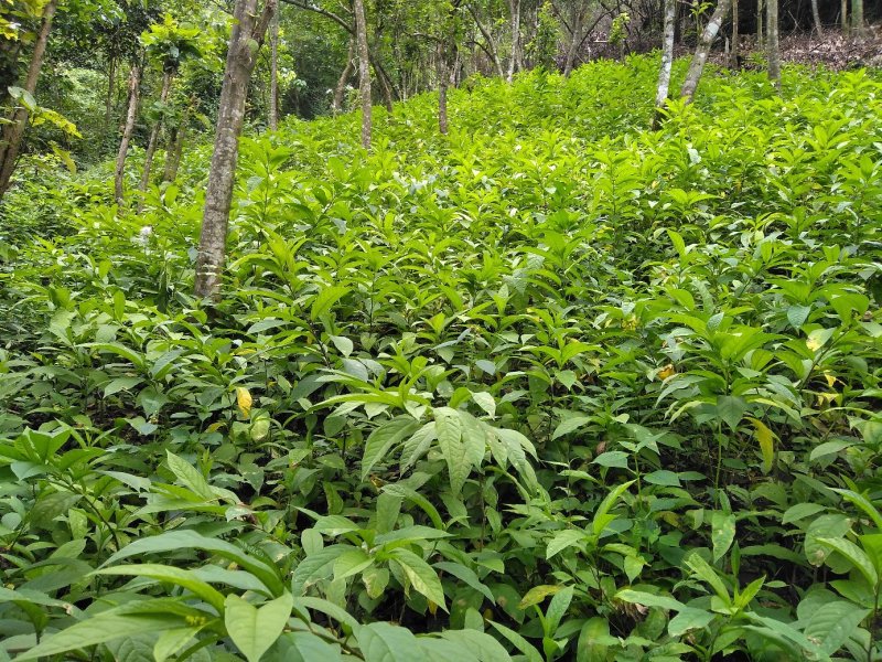还一批黄花倒水莲林苗出售。20公分至30公分高。