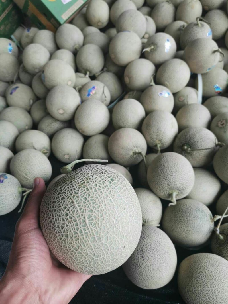 海南小蜜25号哈密瓜西周蜜网纹玫珑瓜长香玉黄金瓜