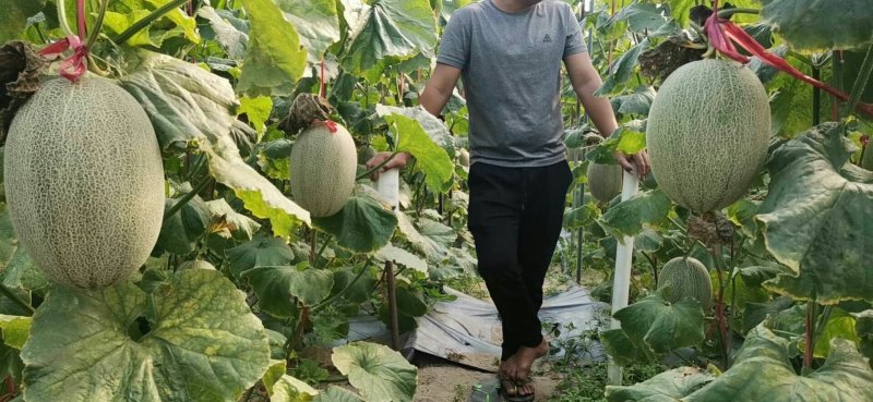 海南小蜜25号哈密瓜西周蜜网纹玫珑瓜长香玉黄金瓜