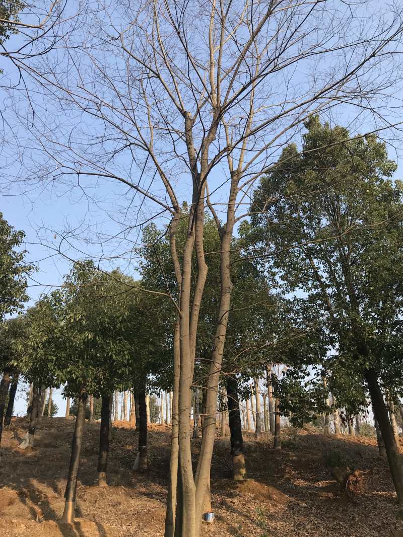 朴树