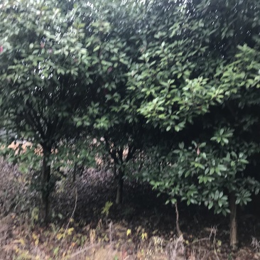 绿化苗木红叶石楠