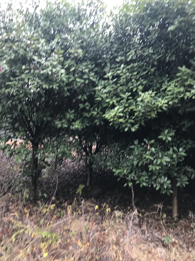 绿化苗木红叶石楠
