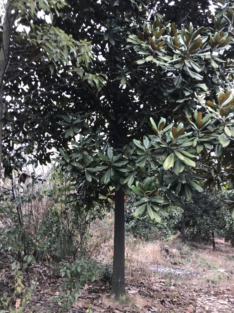 广玉兰