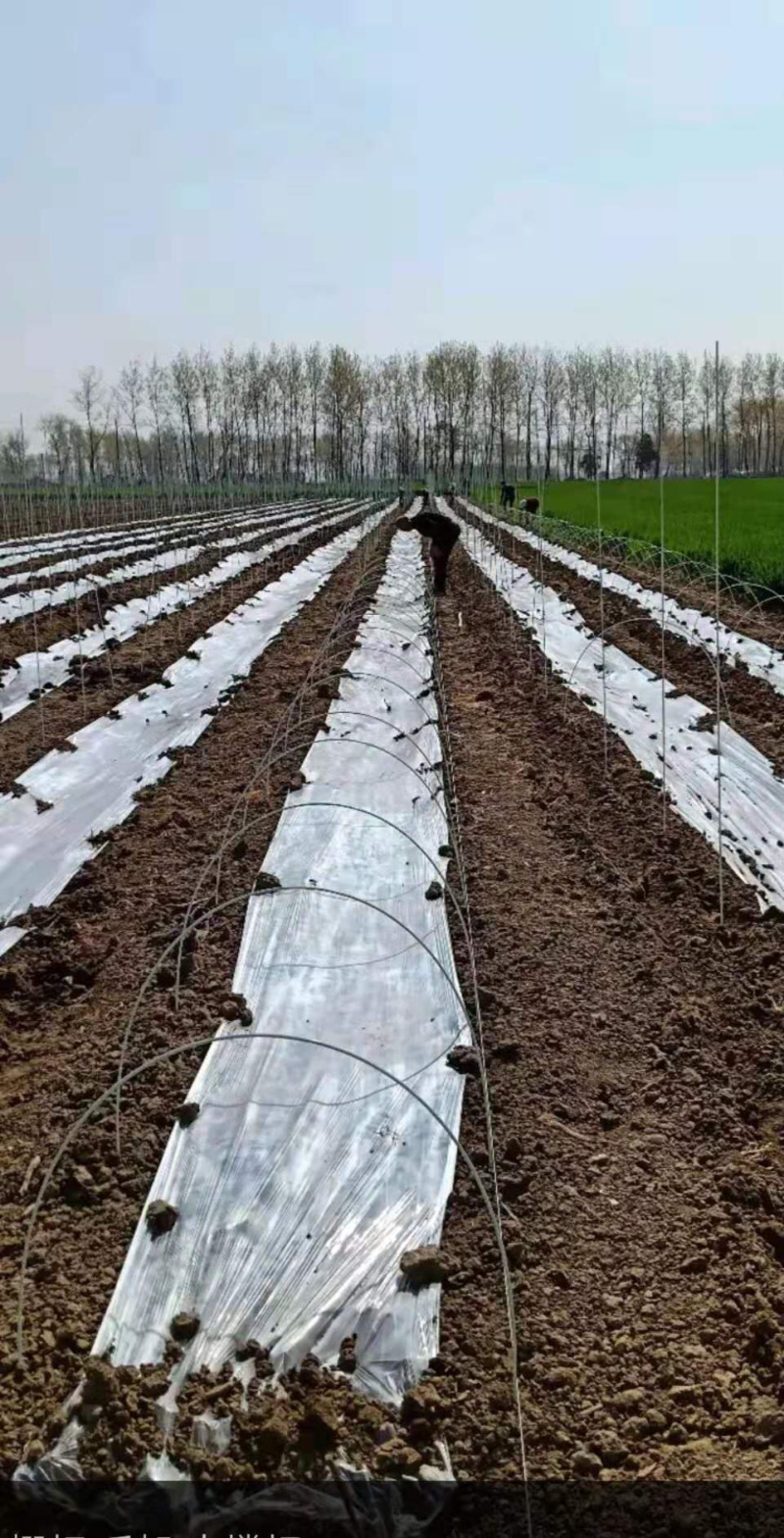 菜棚保温棚花棚拱棚玻纤杆农用小拱棚支架拱竿骨架钢