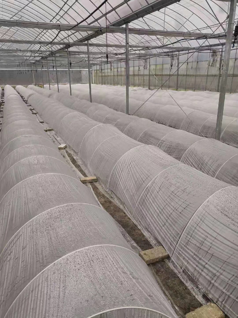 菜棚保温棚花棚拱棚玻纤杆农用小拱棚支架拱竿骨架钢