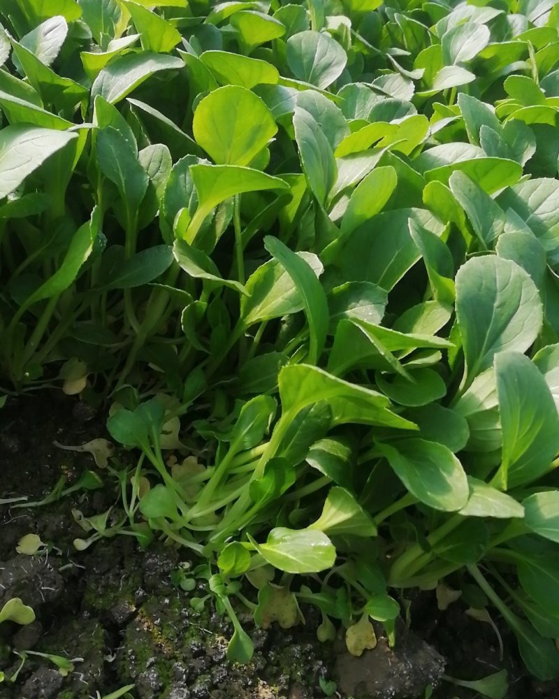 苏州吴江同里小鸡毛菜