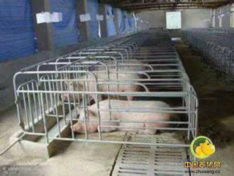 母猪产床定位栏限位栏高培产子栏