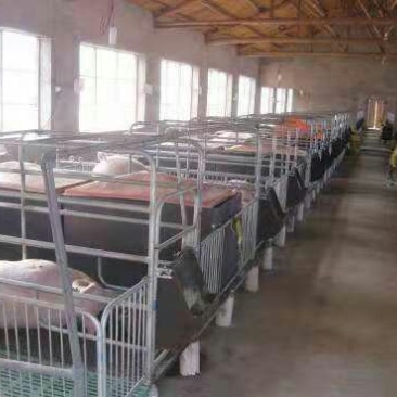 母猪产床定位栏限位栏高培产子栏