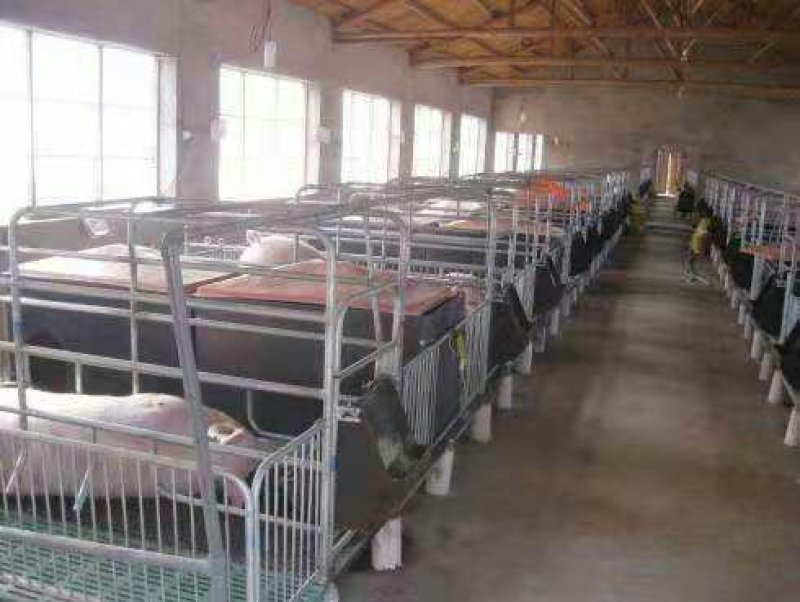 母猪产床定位栏限位栏高培产子栏