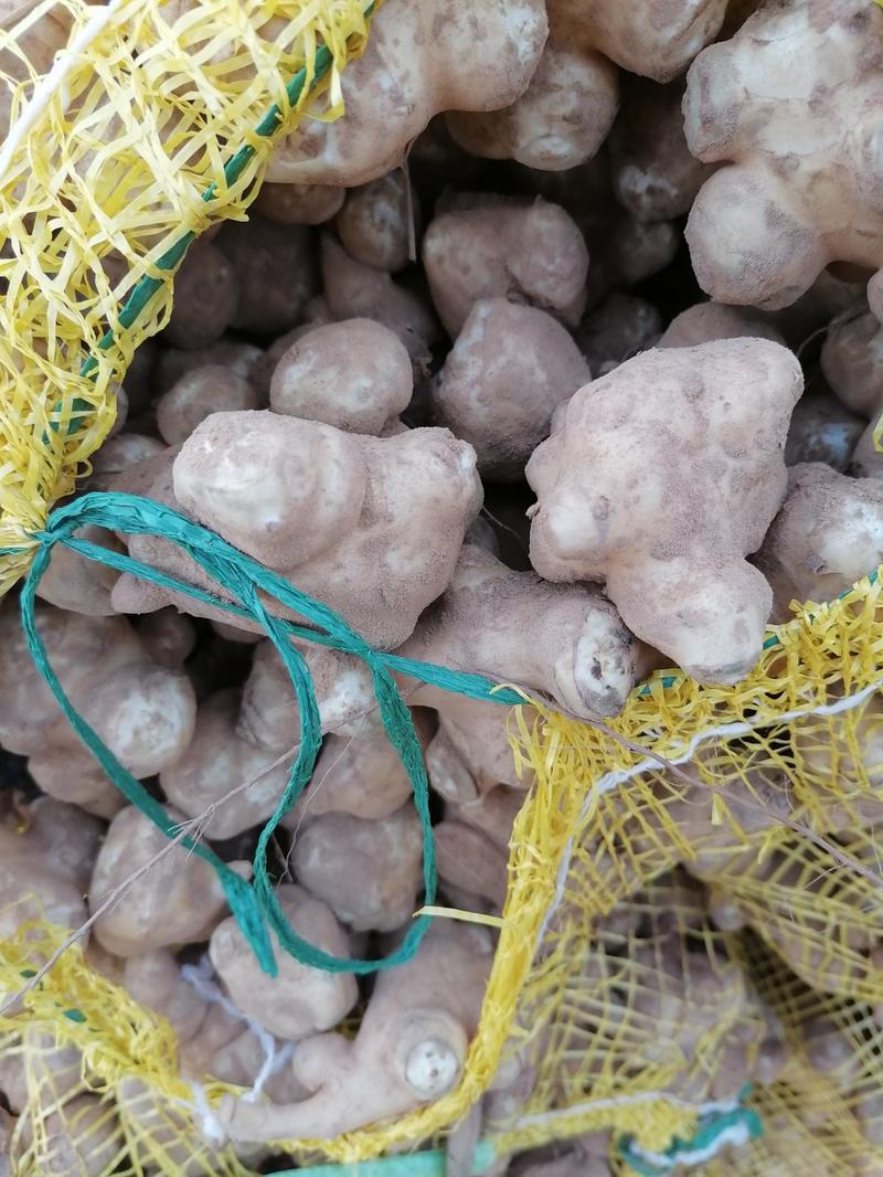 优质白洋姜新品种亩产超万斤