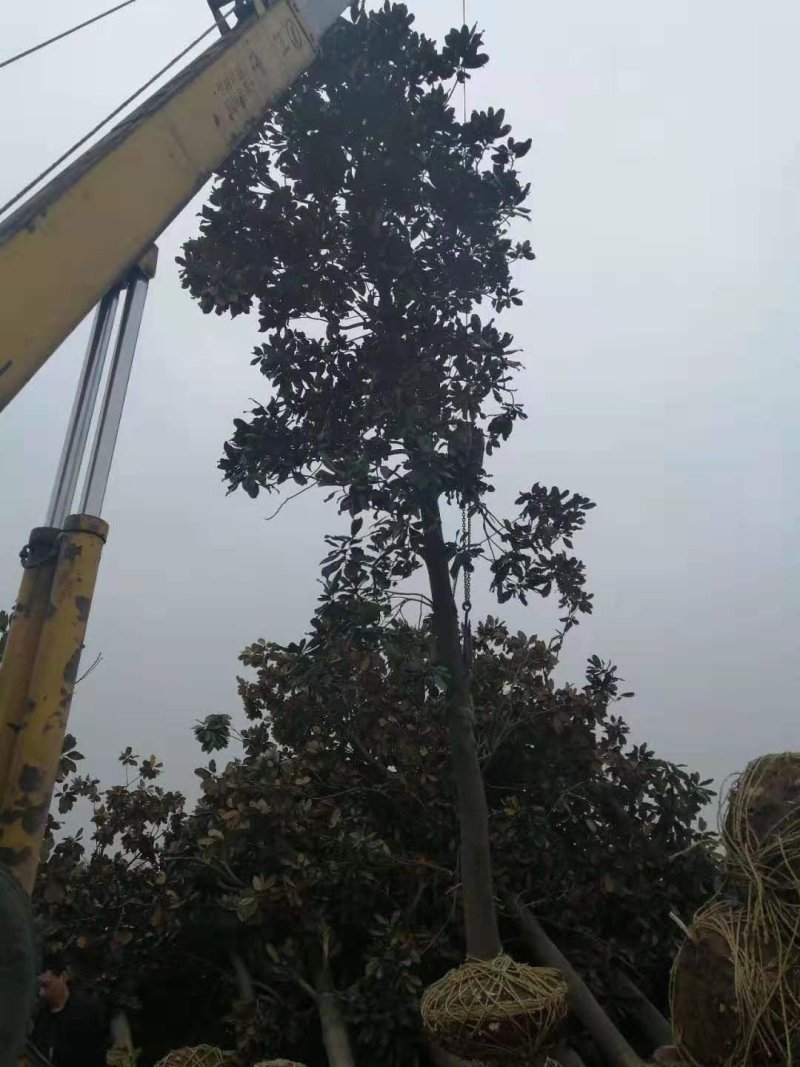 南京榉树价格8公分10公分12公分榉树价格