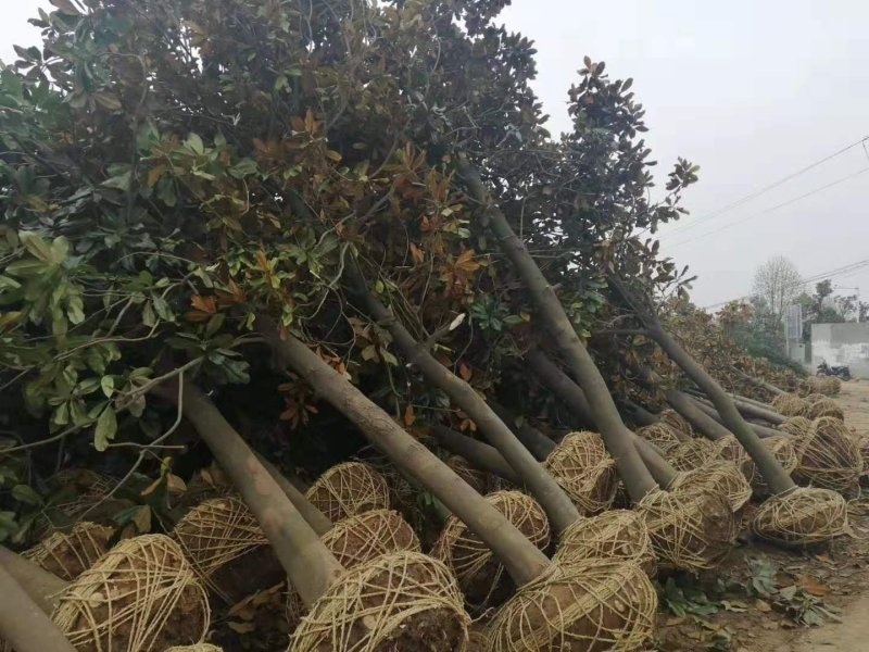 南京榉树价格8公分10公分12公分榉树价格
