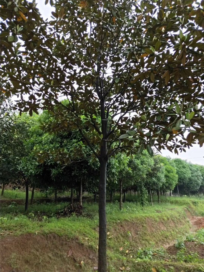 榉树价格14公分15公分16公分榉树价格，红榉价格