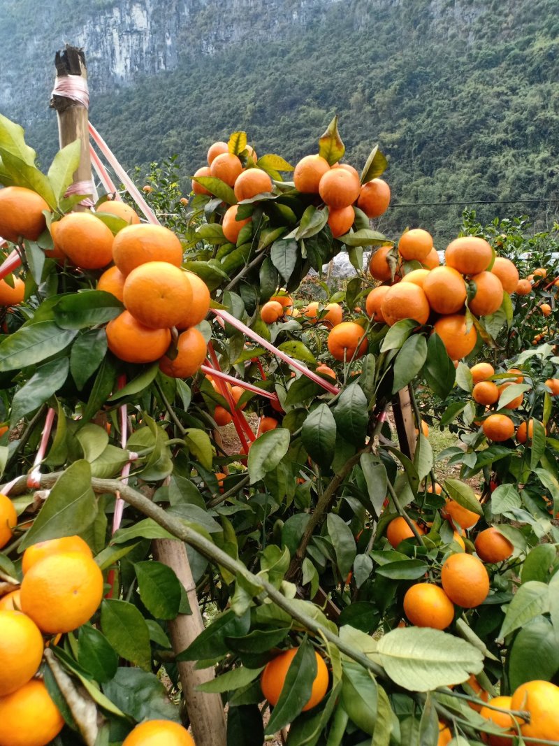 夏橙代办代收果地看货论价果商随时随地拿到一手货源