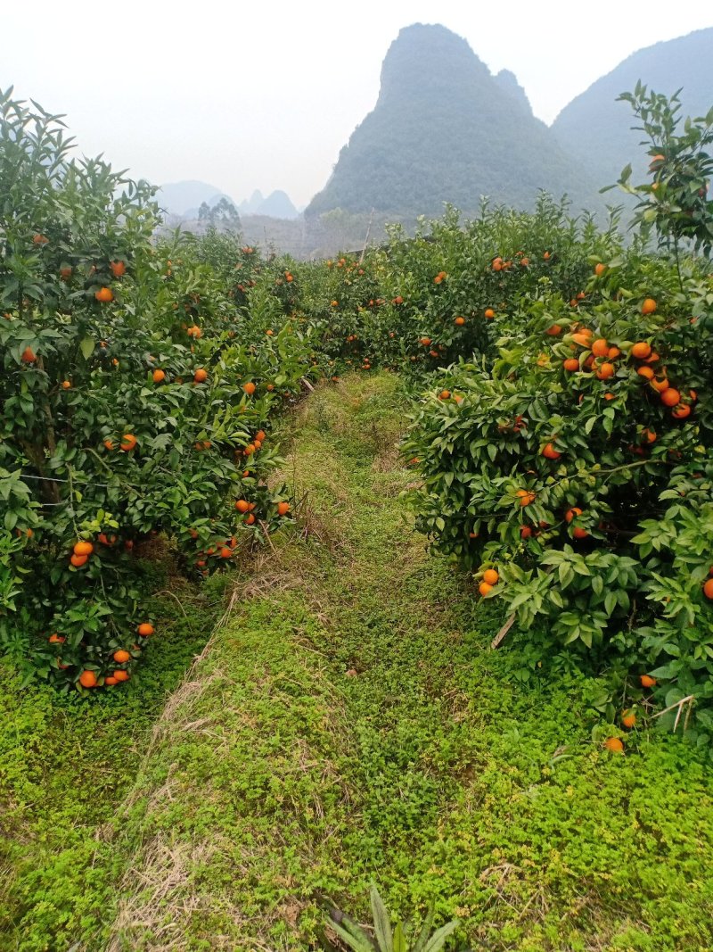 夏橙代办代收果地看货论价果商随时随地拿到一手货源