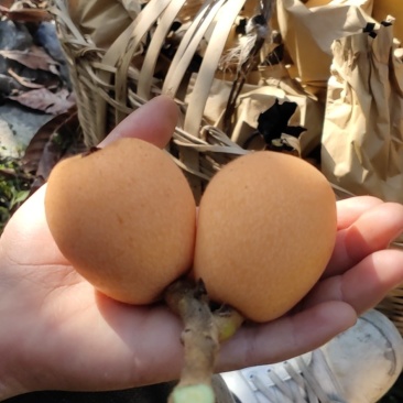 山地枇杷大量出售，味美多汁