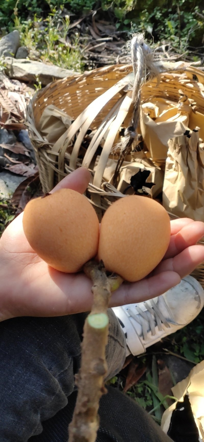 山地枇杷大量出售，味美多汁
