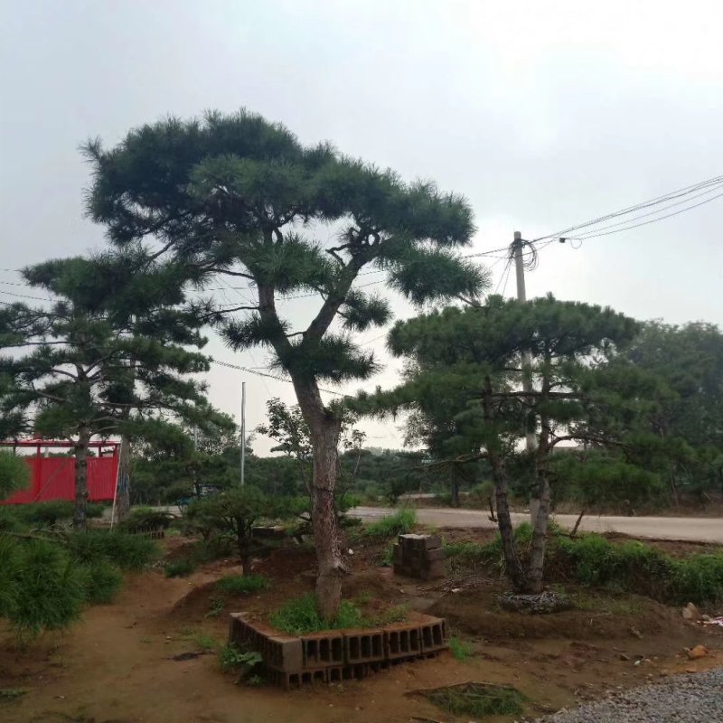 造型油松