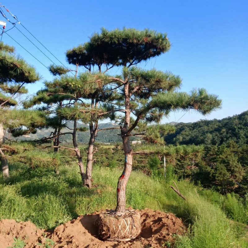 造型油松