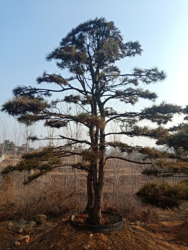 造型油松