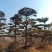 造型油松