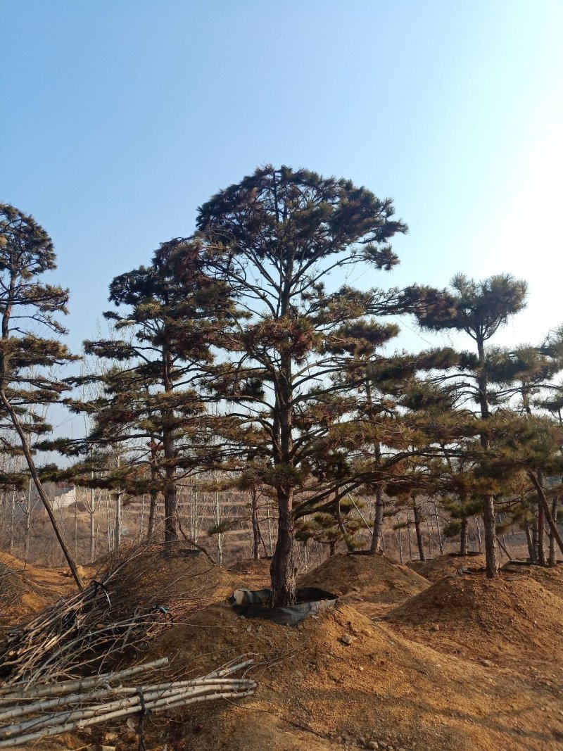 造型油松