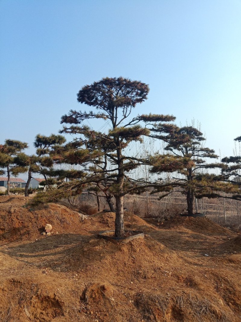 造型油松
