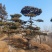 造型油松