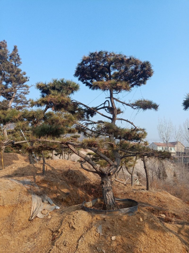 造型油松